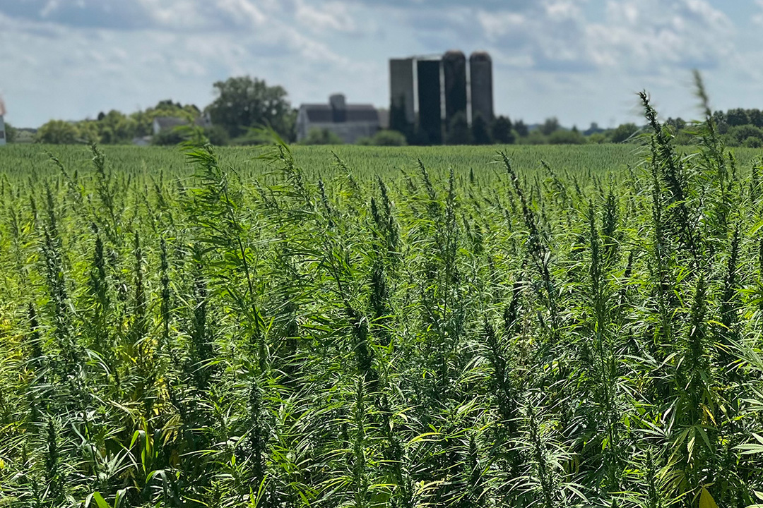 Arkansas hemp field, 2026
